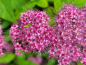 Preview: Spiraea bumalda "Anthony Waterer" - (Rote Sommerspiere),